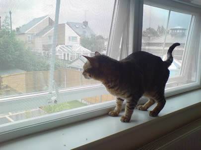 Um gato está estando na soleira, e a janela é feita da tela galvanizada do inseto.