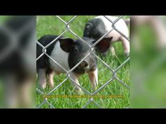 Tecido de cerca de elos de corrente de temperatura americana 6 pés X 8 pés Painéis de patrulha perimetral galvanizados GAW