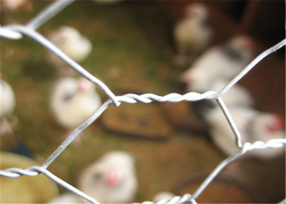 A rede de aço inoxidável das aves domésticas da rede de arame do metal da galinha de 304 20 GA encanta o furo 3/4"
