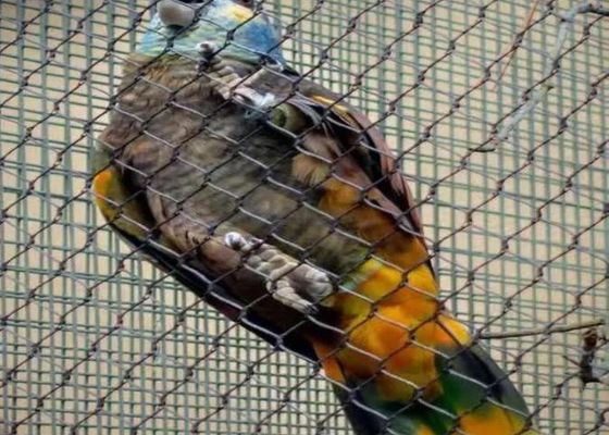 Malha de cabo de aço inoxidável Ss 304 Ss 316 Malha de cabo de aço inoxidável com virola para venda