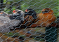 Rede de arame da galinha da rede das aves domésticas, rede de arame sextavada galvanizada do Weave liso